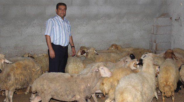 "Bu yıl kurbanlık fiyatları 500-600 TL arasında olur"
