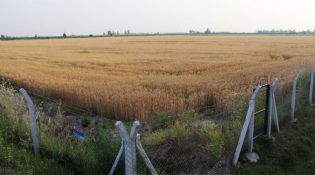 Buğday hasadı yaklaştı