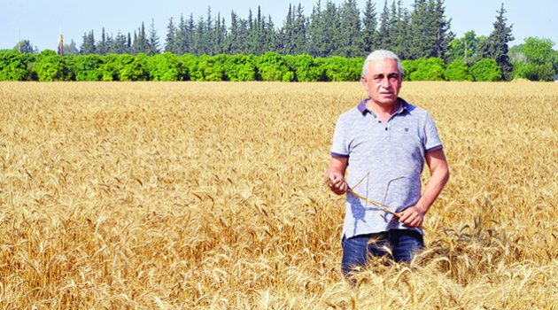 ‘Buğday üretimi 17,6 milyon tona geriledi’