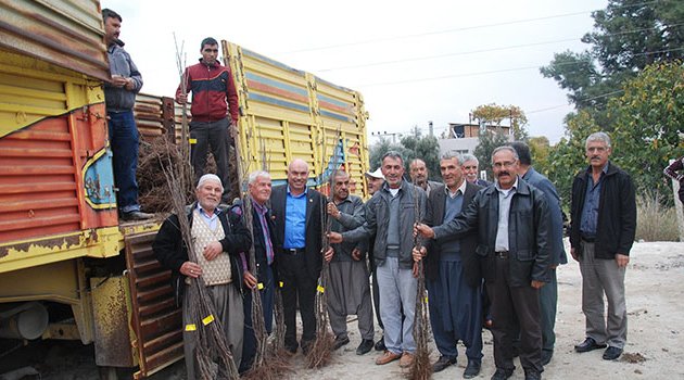 Büyükşehir’den 7 ilçeye fidan dağıtımı