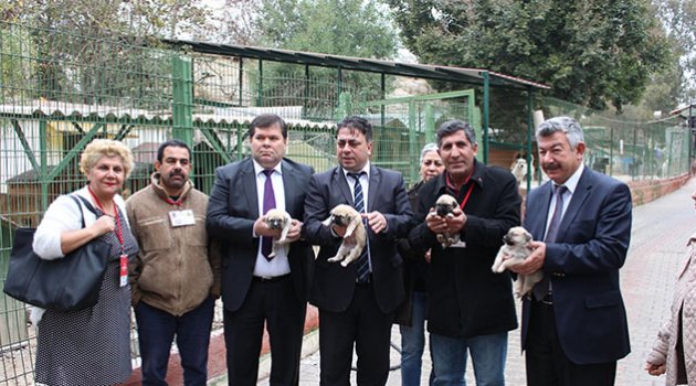 Büyükşehir, hayvan sahiplenmek isteyenleri güllerle karşılayacak