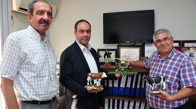 Buzağı ölümleri hayvancılık sektörüne darbe vuruyor