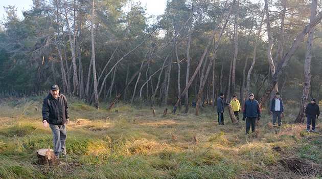 Çamlıkta ağaç katliamı
