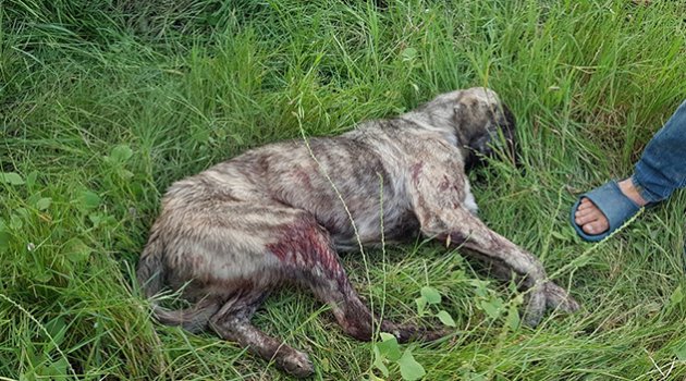 Cani adam komşusunun köpeğini tüfekle vurdu