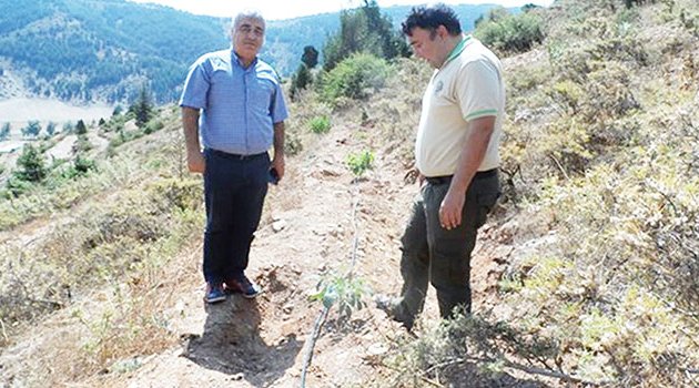 Ceviz, köylünün  gelir kapısı oldu