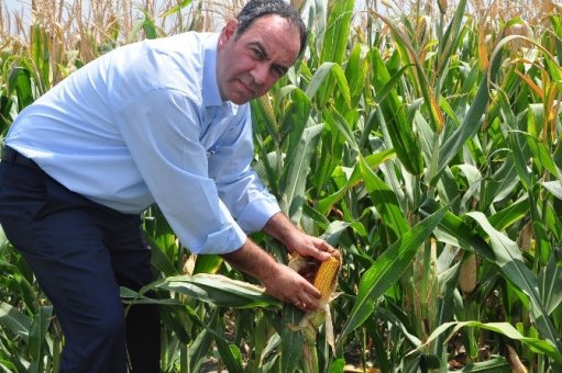 CHP’li Tümer: "TMO, Mısır taban fiyatını zamanında açıklamalı"