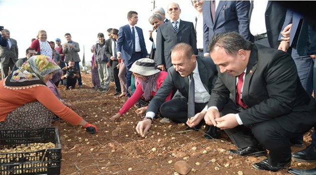 Çiçekli'de yetişecek Hollanda'da satılacak