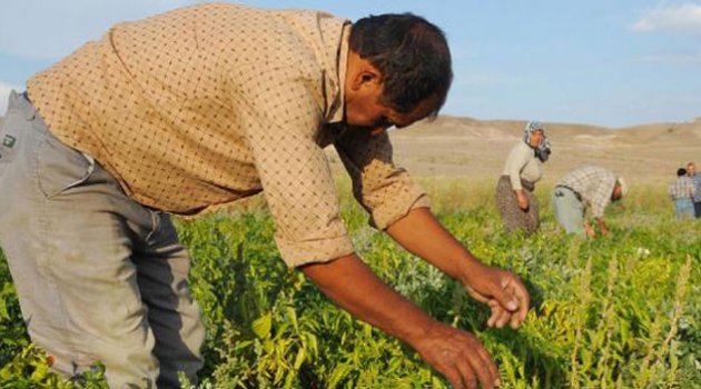Çiftçilere müjdeli haber