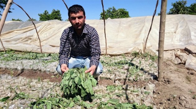 Çiftçinin biber ve patlıcan fidelerini telef ettiler