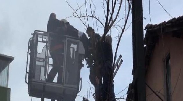 Çıktığı ağaçta bayılan şeker hastasını itfaiye kurtardı
