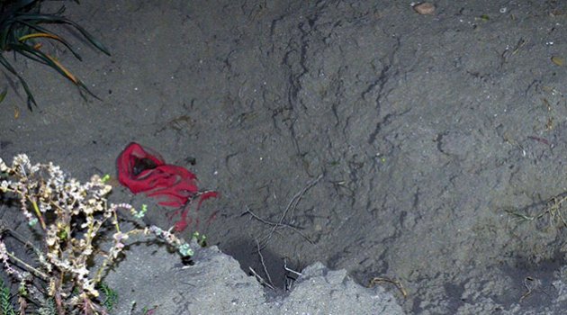 Cinayeti köpekler ortaya çıkardı