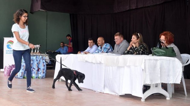 Çukurova’da En Güzel Köpek yarışması