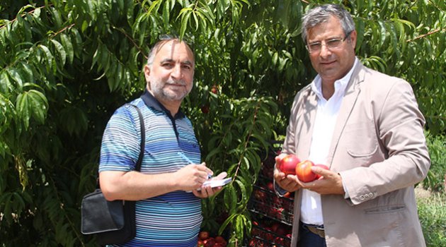 Çukurova’da meyvecilik gelişiyor