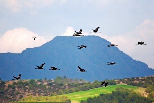 Çukurova deltası’nda 10 bin turna kışlıyor