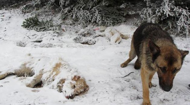 Dağa terkedilen köpekler soğuktan ve açlıktan öldü