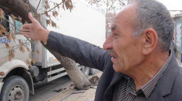Devirdiği ağacın yerine ya yenisini dikecek ya da 250 lira verecek