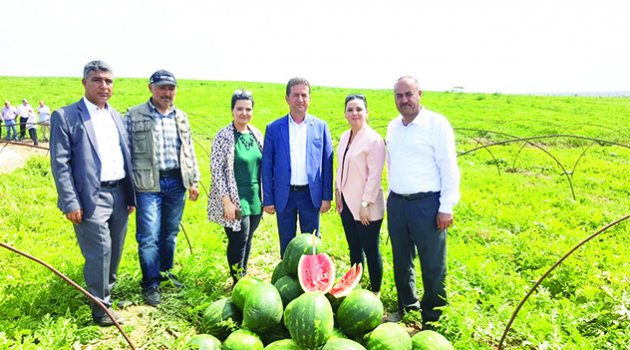 Doğan: Karpuz ihracatı  çiftçinin yüzünü güldürdü