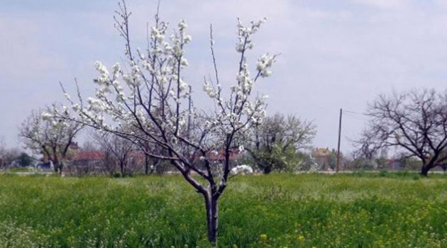'Don' meyve ağaçlarını vurdu