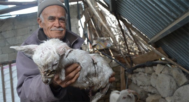 Dört ayağı olmayan oğlak doğdu