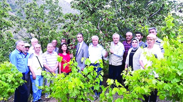 Duvan: Üreticinin kirazı dalında kaldı