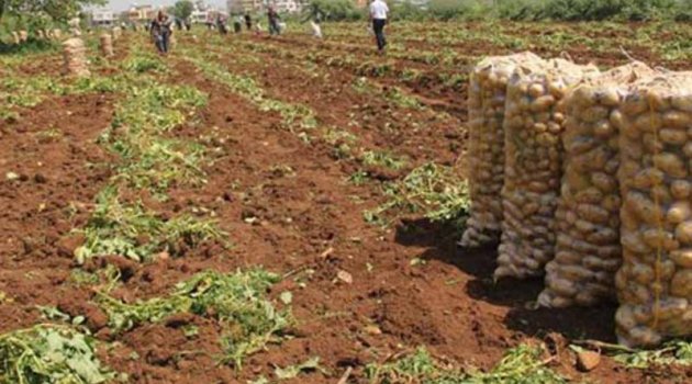 Ekonomi Bakanı Zeybekci'den patates fiyatlarıyla ilgili açıklama