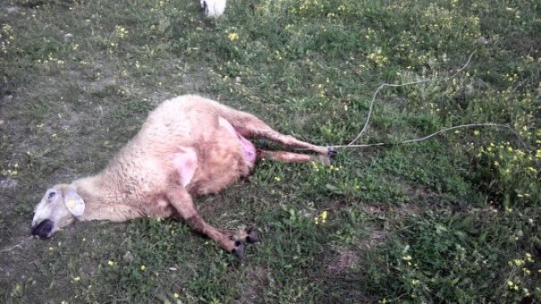 Elektrik kablosu teli koptu 2 koyun telef oldu