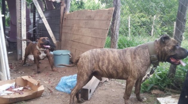 Erkek pitbull'u zehirlediler, hamile eşini çalıp kaçtılar