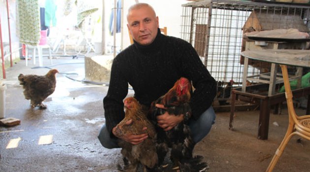 Evinin damında tavuk besliyor