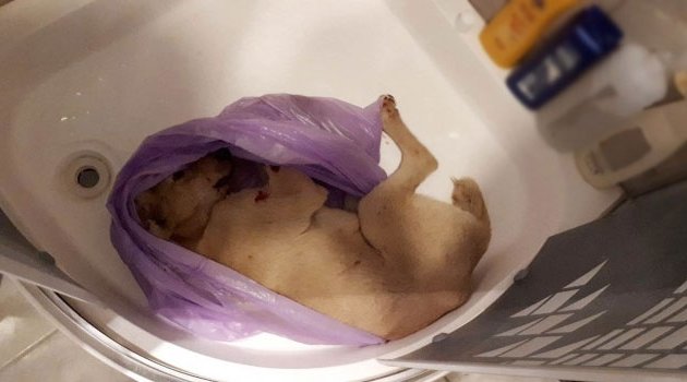 Eziyet ederek öldürdüğü köpeği banyoda sakladı