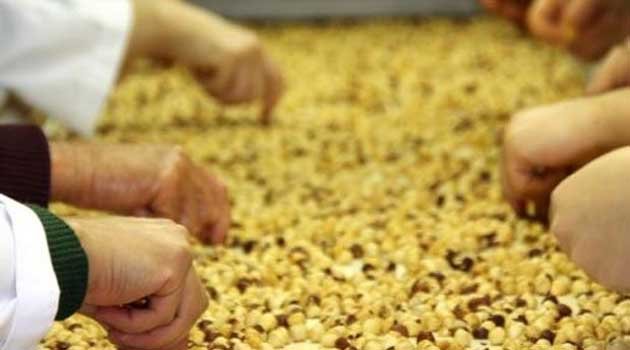 Fındık üreticisinin gözü 800 milyon liralık ödemede