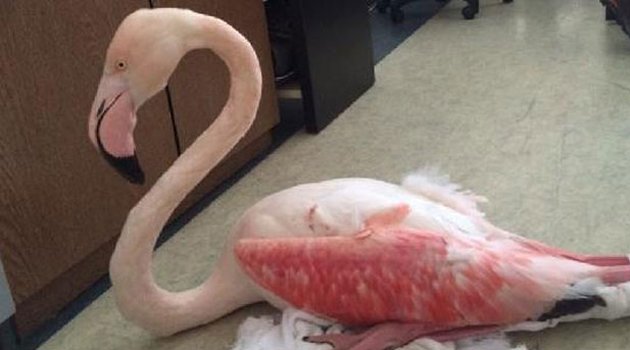 Flamingoyu vurdular