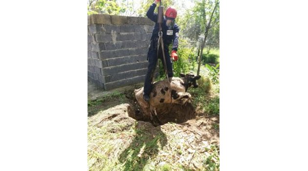 Foseptik Çukuruna Düşen Öküzü Cankur Kurtardı