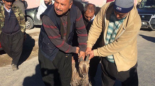 Gölete düşen yaban keçisini köylüler kurtardı
