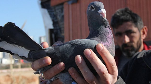 Güvercini çalıp not bıraktılar