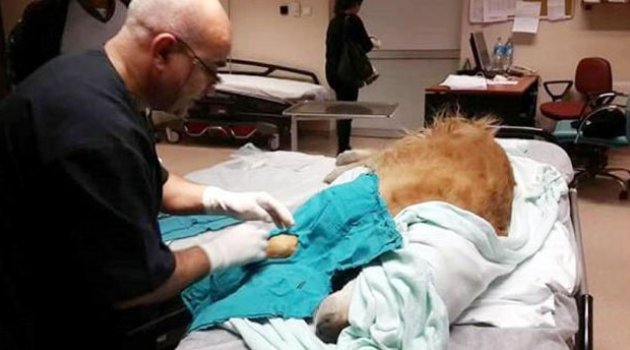 Hastanede köpek ameliyatına inceleme
