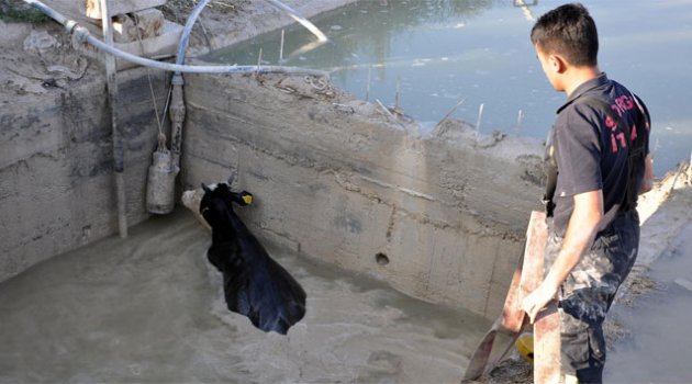 Havuza düşen ineği itfaiye ekipleri kurtardı