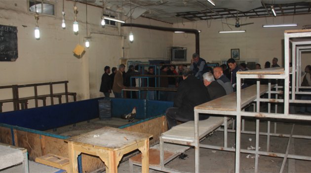 Horoz dövüşüne polis baskını