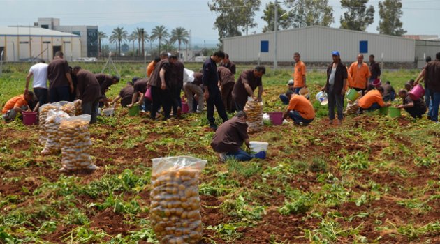 Hükümlüler 60 ton patates üretti