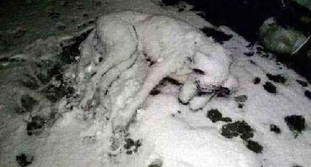 İçimizi donduran fotoğraf