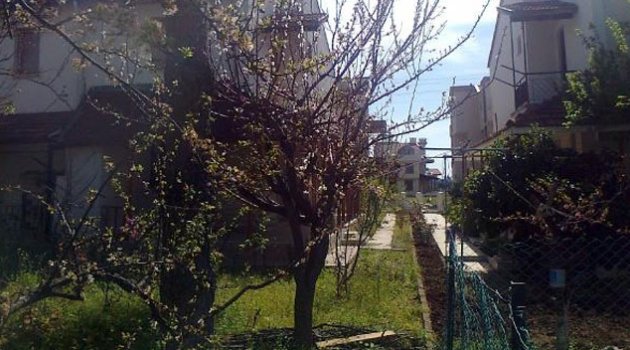 İki komşunun çam ağacı davası sil baştan