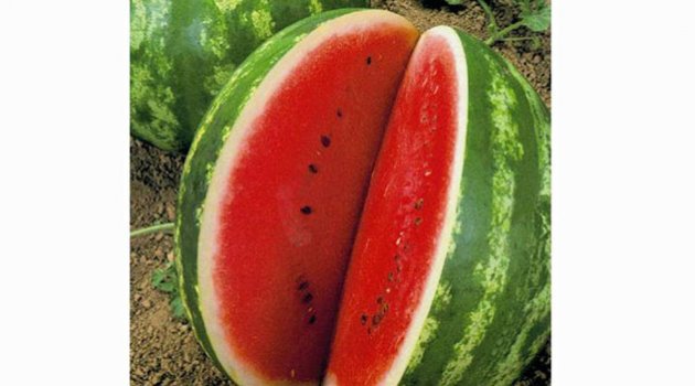 ‘İthalat artarsa karpuzun sonu da patates gibi olur’