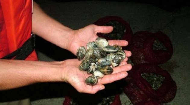 Kaçak avlanan 29 ton midye denize bırakıldı