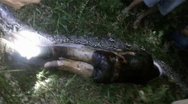 Kayboldu! Cesedi pitonun karnından çıktı!