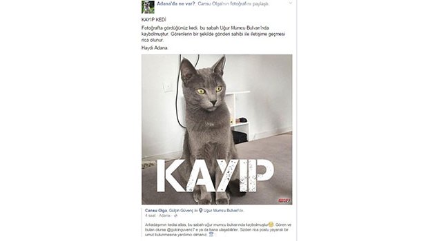 Kayıp Kedi ’Atlas’ için sosyal medyada seferber oldular