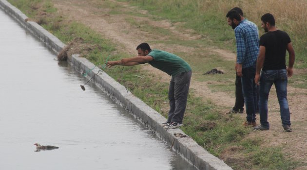 Kayıp Suriyeli’yi arayan vatandaşlar kanala düşen tavuğu kurtardı