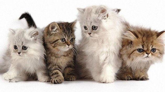 Kedi vasiyeti