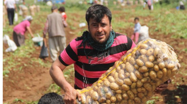 Kilosu 5 lira işçi tonunu 10 liraya taşıyor
