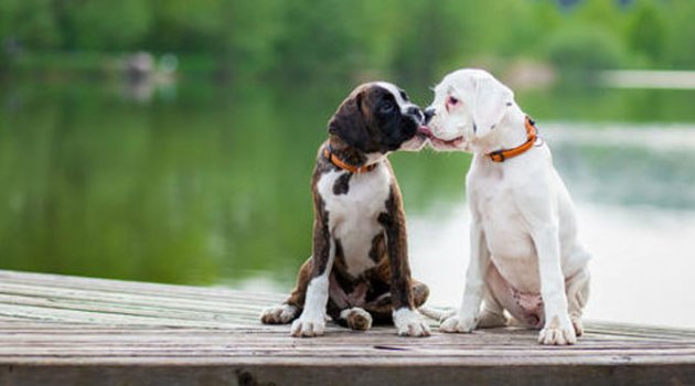 Köpekler için yepyeni bir uygulama: Tindog