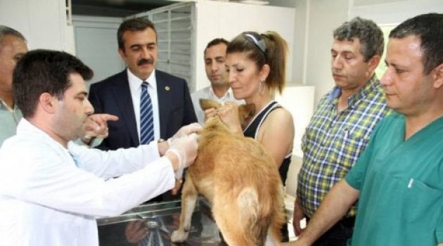 Köpeklere mikroçiple takip