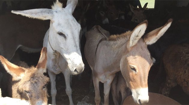 Köy köy gezerek 50 eşek satın aldı
